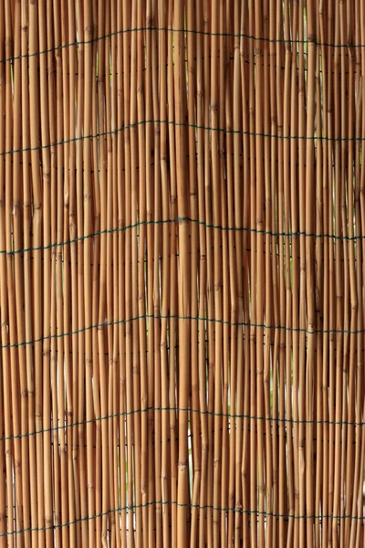 Reed wall — Stock Photo, Image