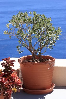 Deniz kenarında pot bitki