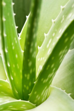 Aloe Vera Beyaz Arkaplanda