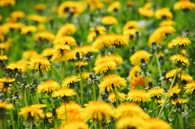 Meadow with dandelions clipart