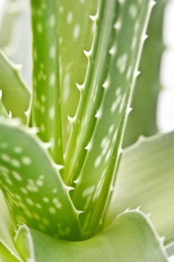 Aloe Vera Beyaz Arkaplanda