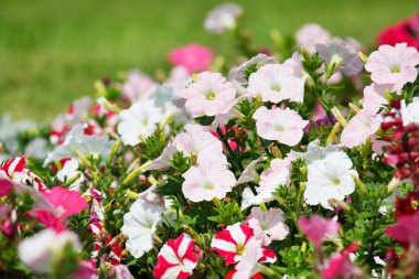 Variety of petunias clipart