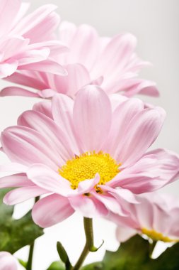 Pink daisy flowers clipart