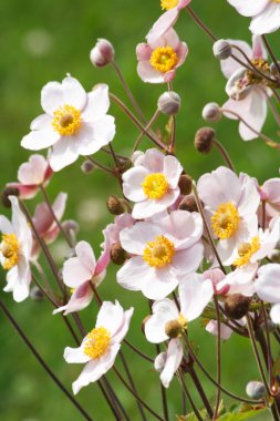 White japanese anemones clipart