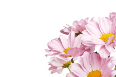 Pink daisy flowers clipart