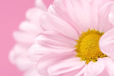 Pink daisy flowers clipart