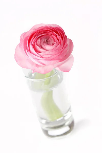 Ροζ ranunculus — Φωτογραφία Αρχείου