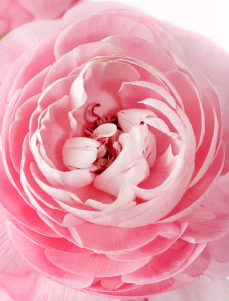 Ranúnculo rosa — Fotografia de Stock