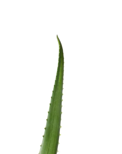 Aloe vera sobre fondo blanco —  Fotos de Stock