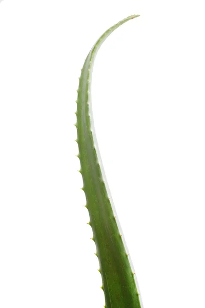 Aloe Vera på vit bakgrund — Stockfoto