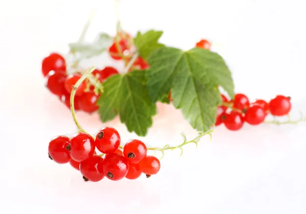 Fruta de groselha vermelha e folhas verdes . — Fotografia de Stock