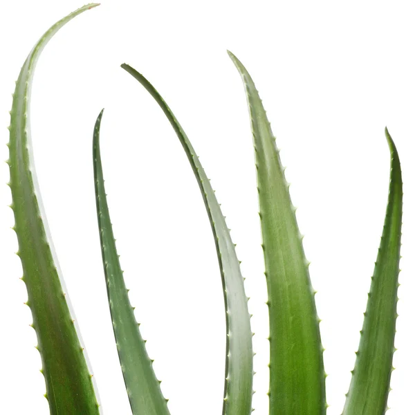 Aloe Vera på vit bakgrund — Stockfoto
