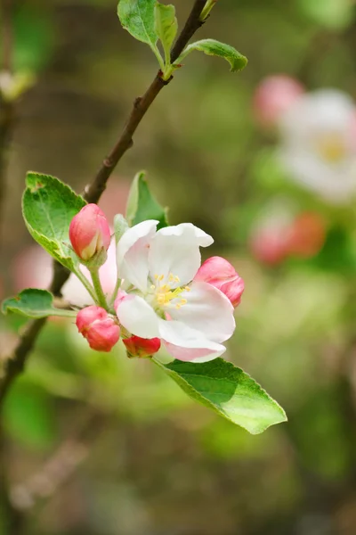 Цветы яблока — стоковое фото