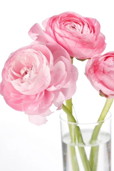 Ranunculus rosa —  Fotos de Stock