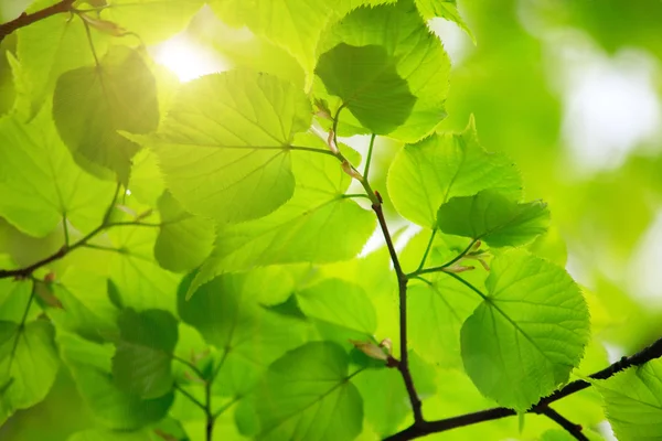 Belles feuilles vertes — Photo