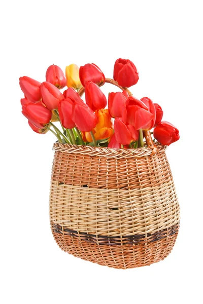 Koš s červenými tulipány — Stock fotografie