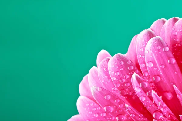 stock image Pink gerber flower