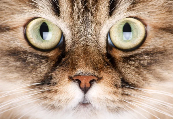Sibirya kedisinin portresi — Stok fotoğraf