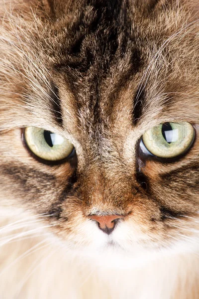 Портрет сибирской кошки — стоковое фото