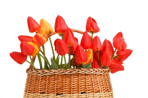 Cesta cheia de tulipas vermelhas — Fotografia de Stock