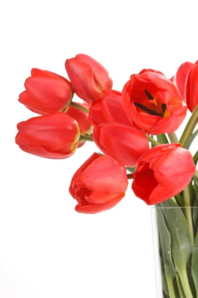 Krásné tulipány — Stock fotografie