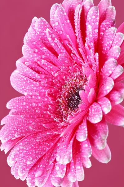 stock image Pink gerber flower