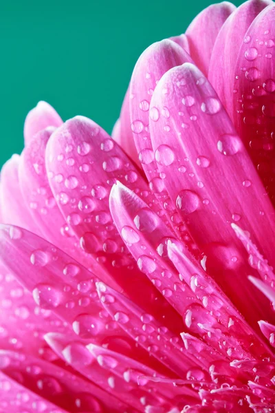 stock image Pink gerber flower