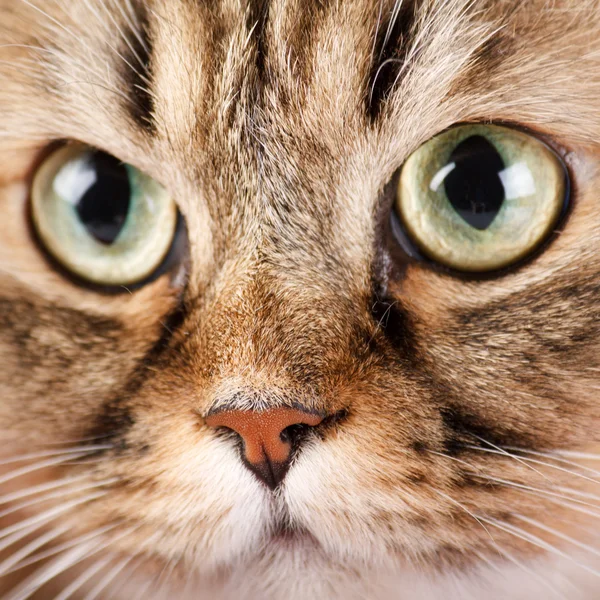 Портрет сибирской кошки — стоковое фото