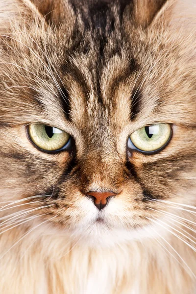 Retrato de gato siberiano — Fotografia de Stock