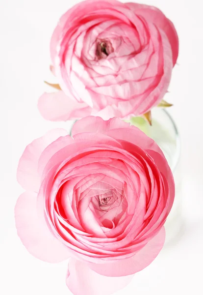 Розовый Ранункул — стоковое фото