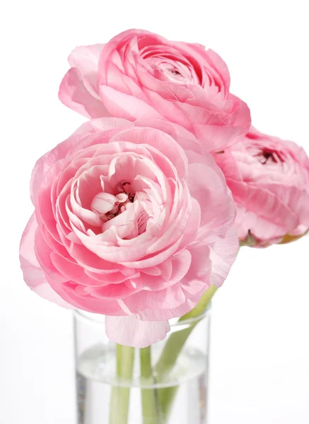 Ranunculus roz — Fotografie, imagine de stoc