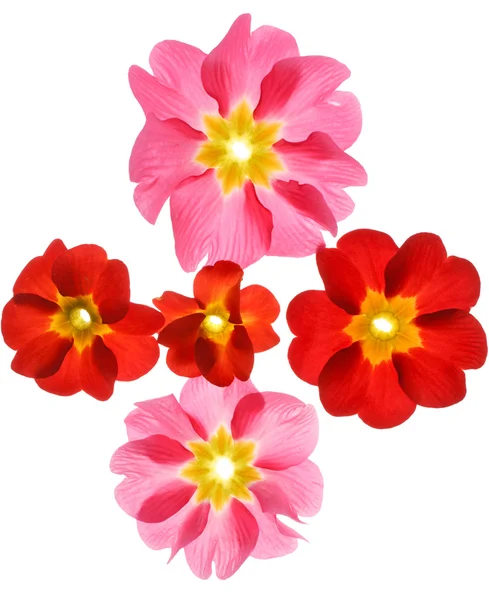 Primula flowers on the white background — Stock Photo, Image