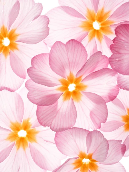 Primula λουλούδια στο λευκό φόντο — Φωτογραφία Αρχείου