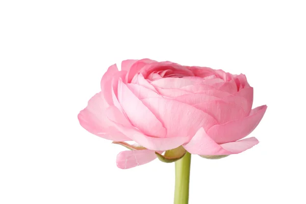 Рожевий Ranunculus — стокове фото