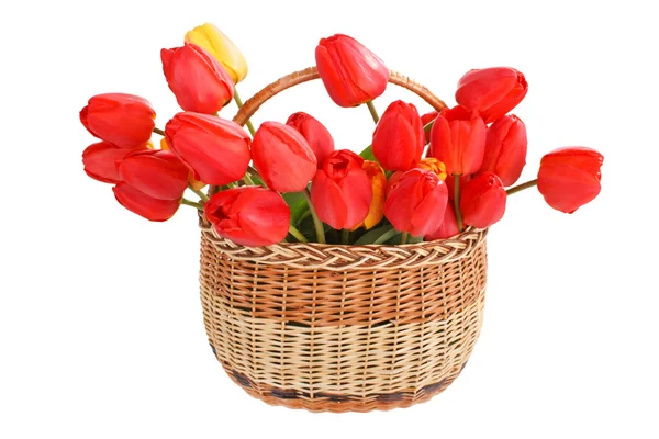 Panier rempli de tulipes rouges — Photo