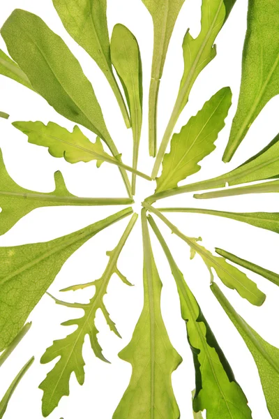 Ruccola blad på vita — Stockfoto