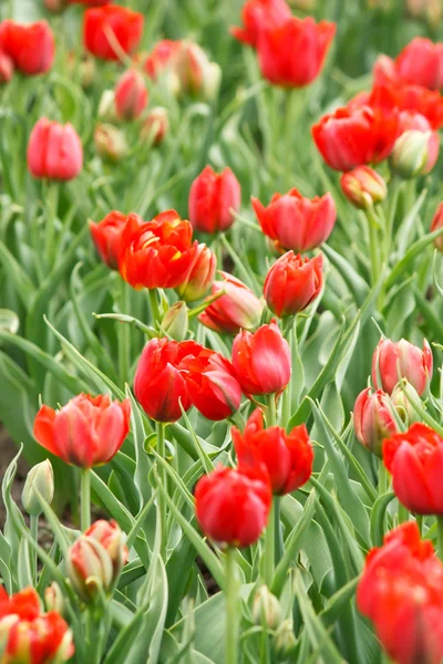 Tulpenfeld im Frühling — Stockfoto
