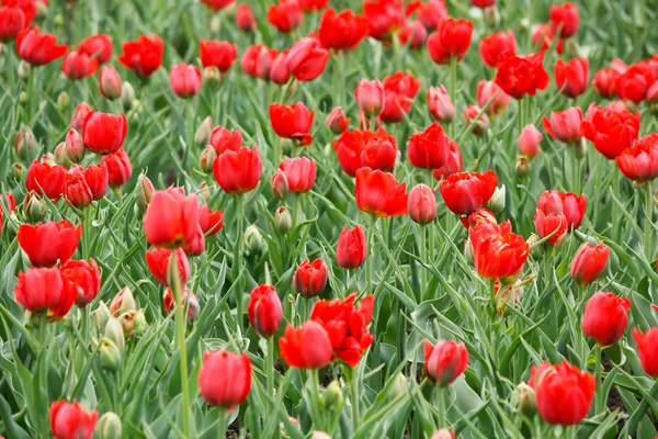 Тюльпан поле весной — стоковое фото