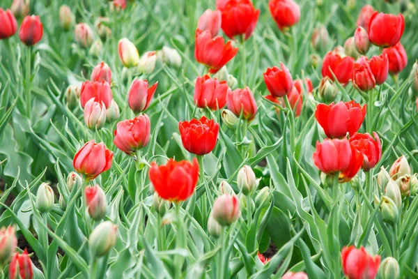 Tulpenveld in het voorjaar — Stockfoto