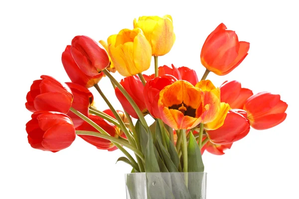 Mooie tulpen — Stockfoto