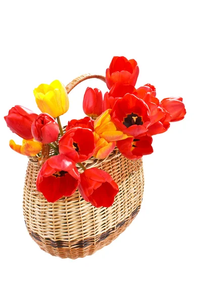 Cesto pieno di tulipani rossi — Foto Stock