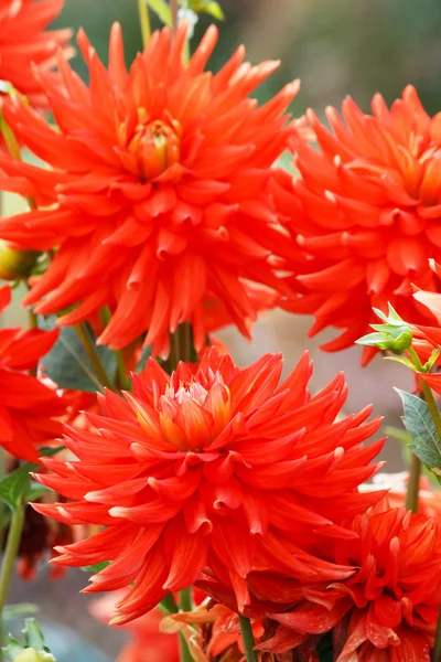 Closeup of colorful dahlias — Stock Photo, Image