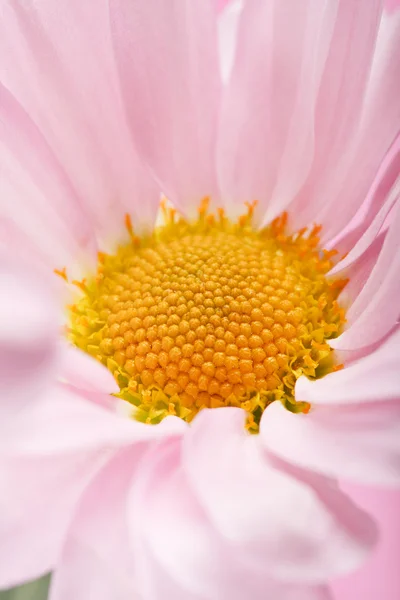 Kwiaty różowy stokrotka — Zdjęcie stockowe