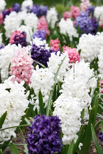 Jacintos multicolores en flor —  Fotos de Stock
