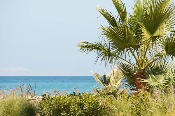 Palm and sea — Stock Photo, Image