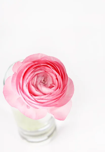 Ranunculus rosa — Foto de Stock
