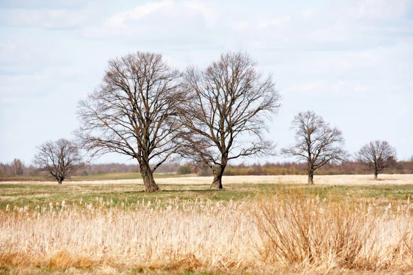 Carvalhos de primavera no campo — Fotografia de Stock