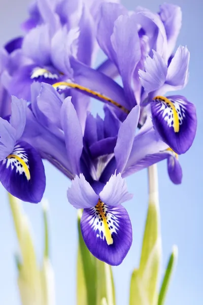 Iris blommor — Stockfoto