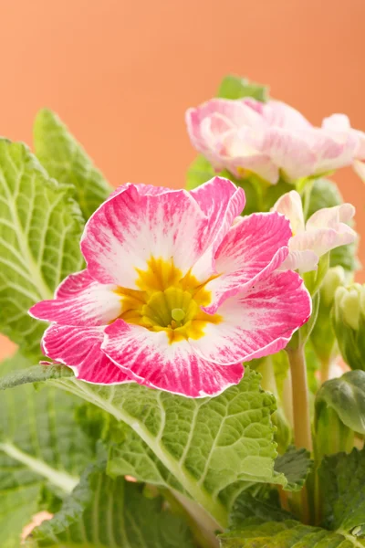Ροζ primroses — Φωτογραφία Αρχείου