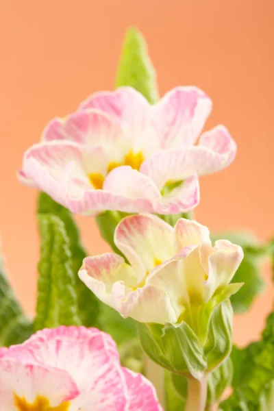 Ροζ primroses — Φωτογραφία Αρχείου